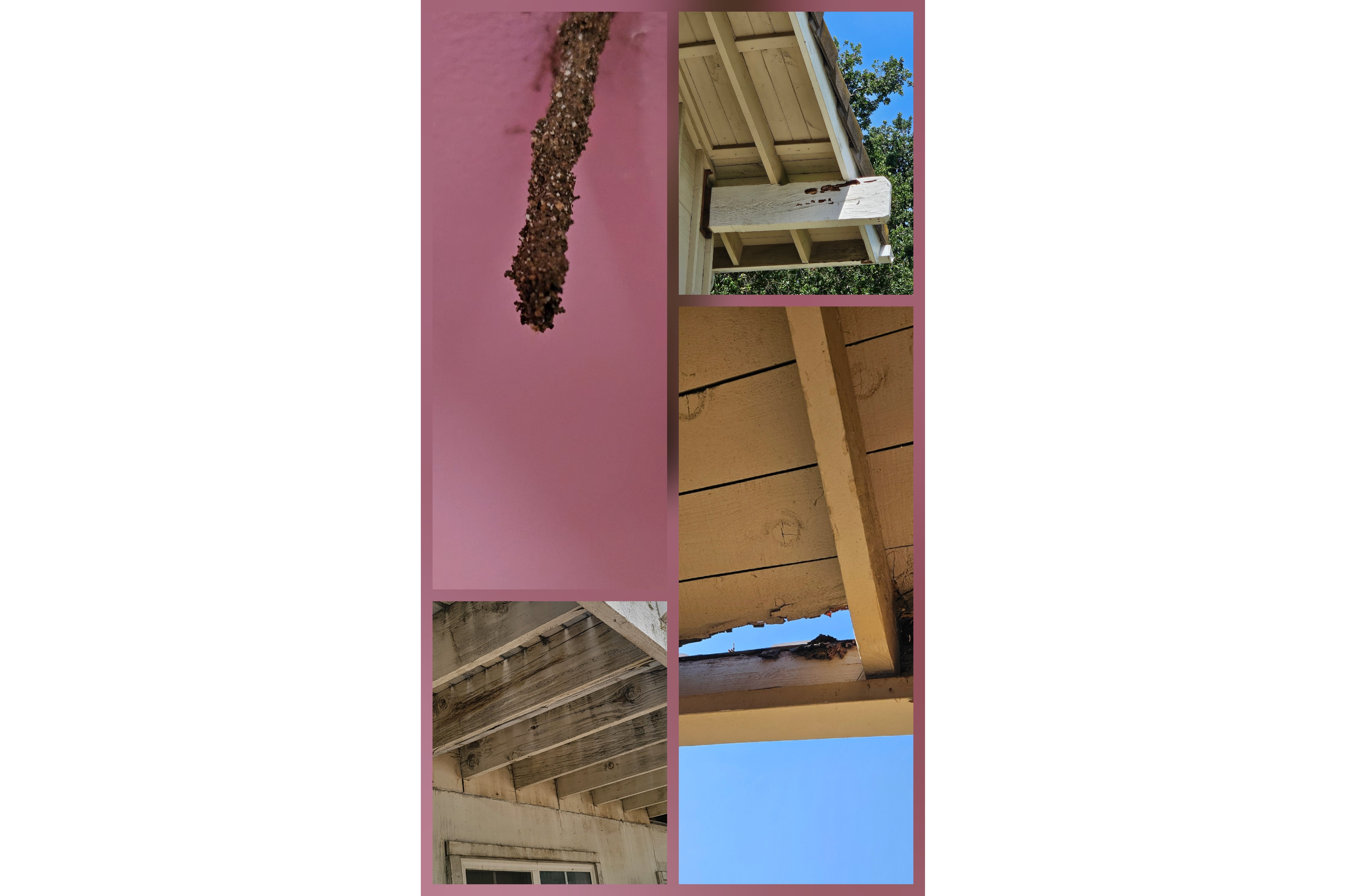 Zen-Cal Termite