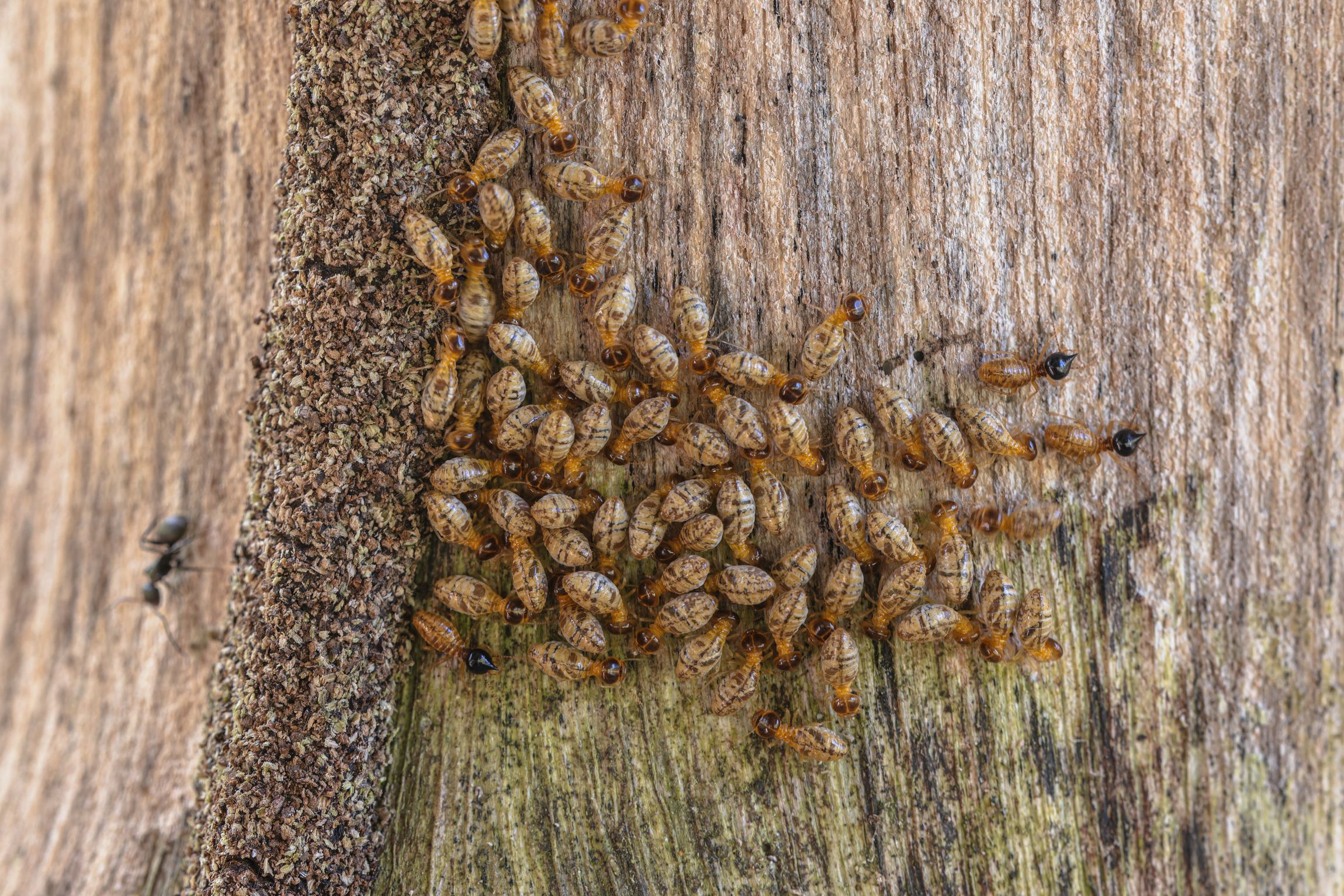 Zen-Cal Termite