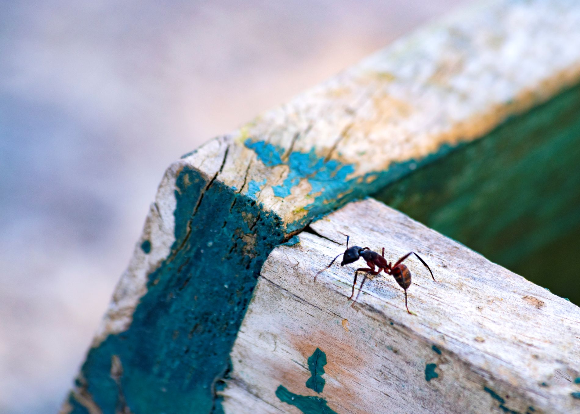 Zen-Cal Termite