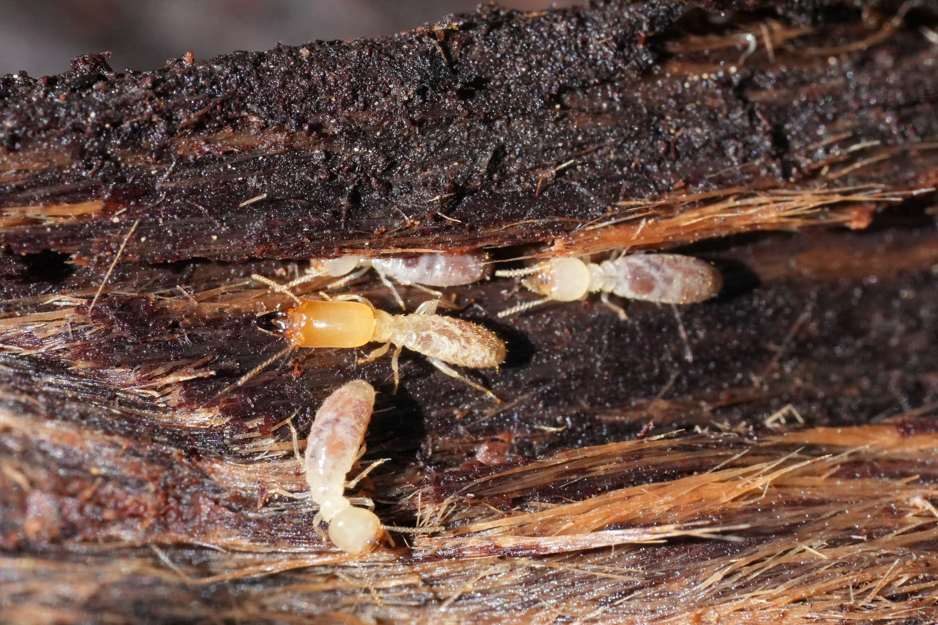 Zen-Cal Termite