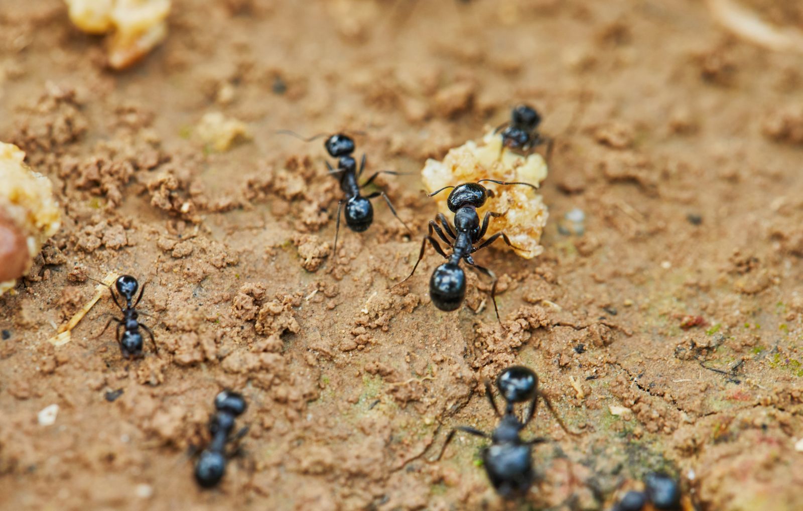 argentine ant trail