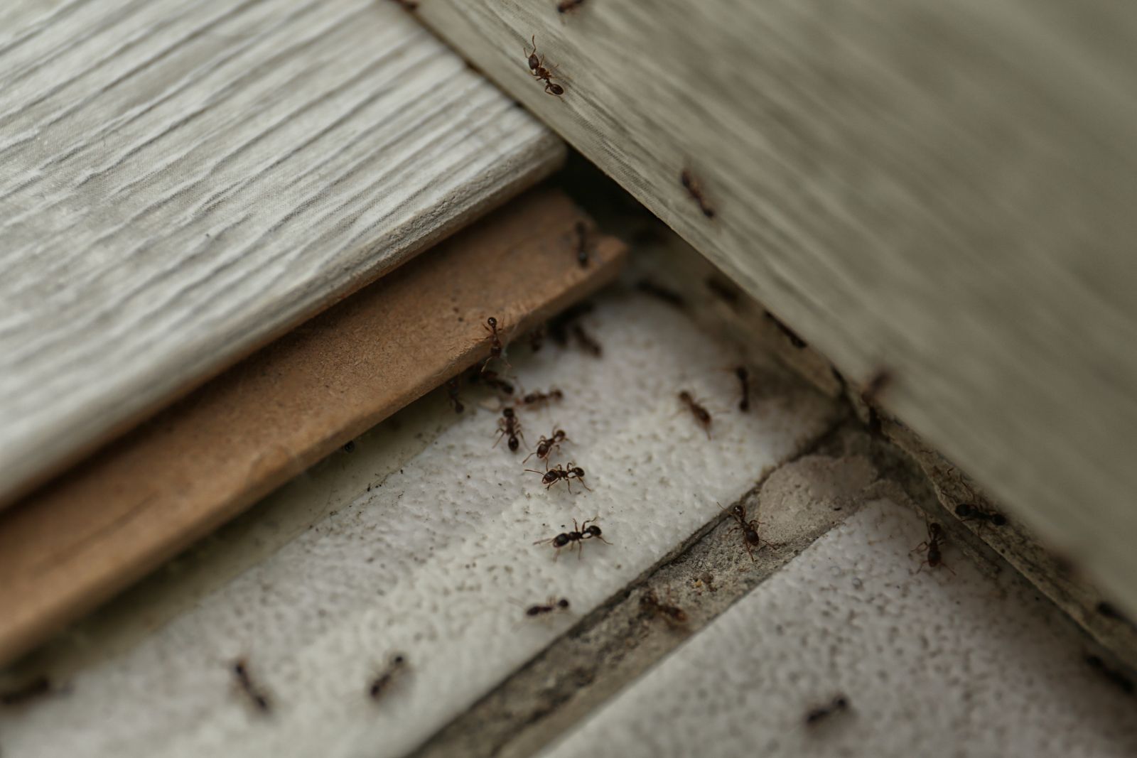 carpenter ant damage