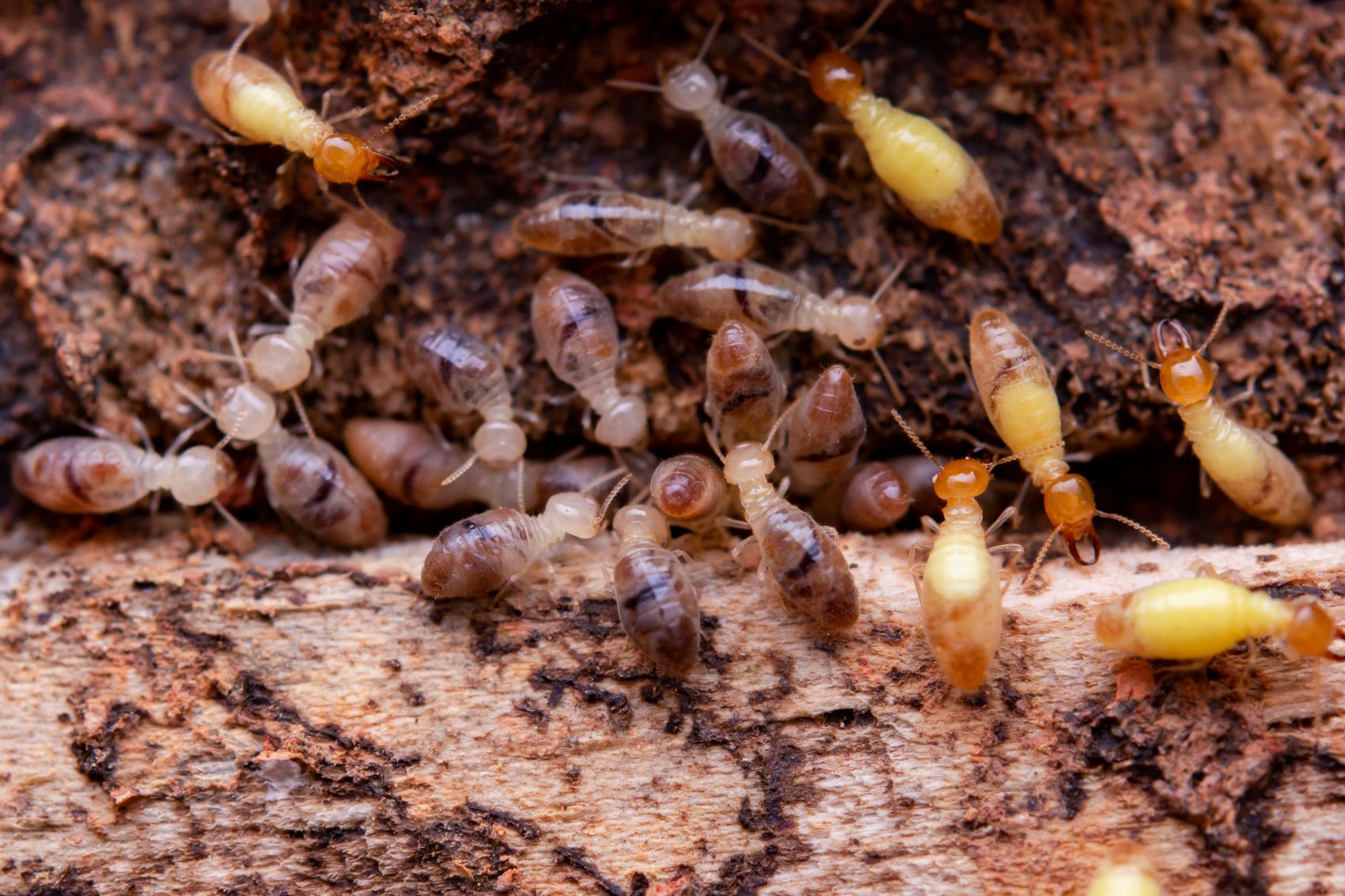 drywood termite damage