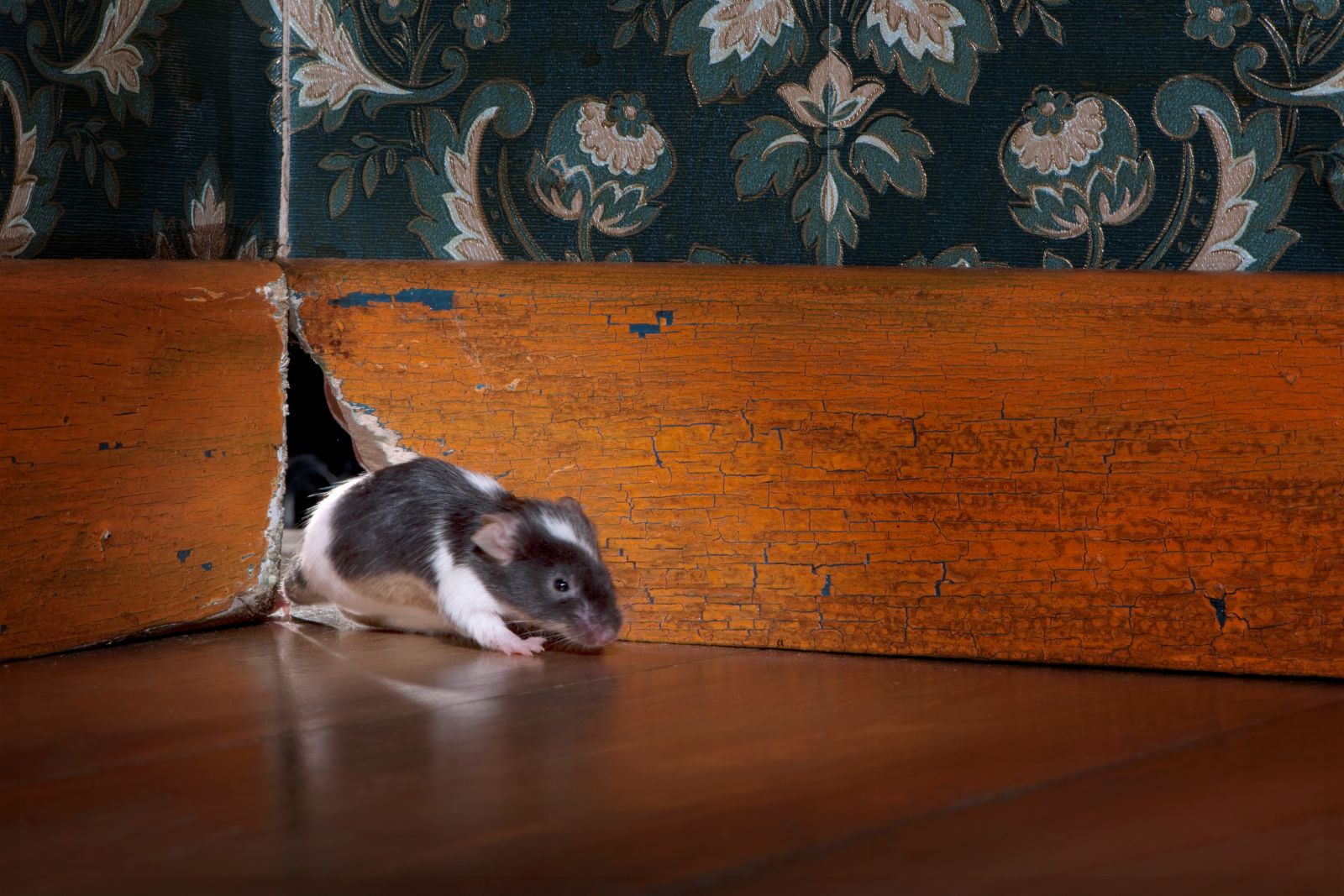 rodent inspection