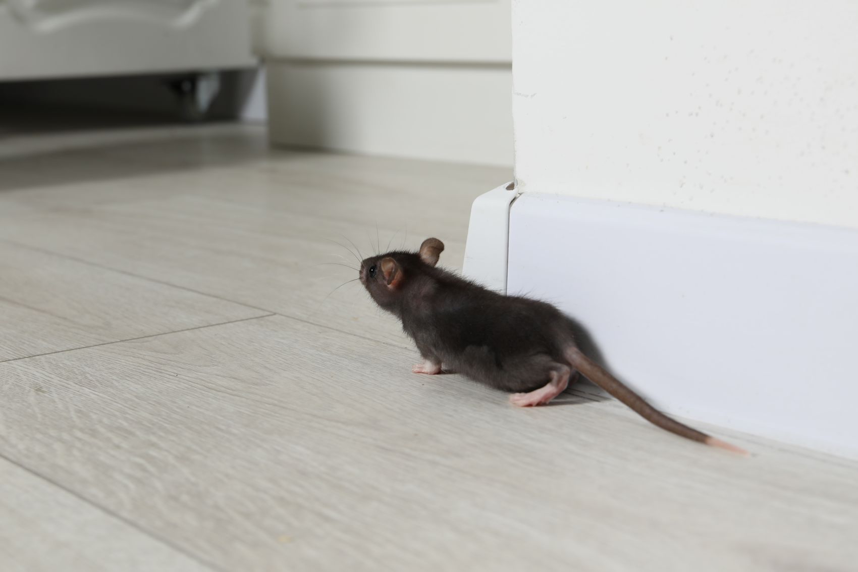 rodent inspection