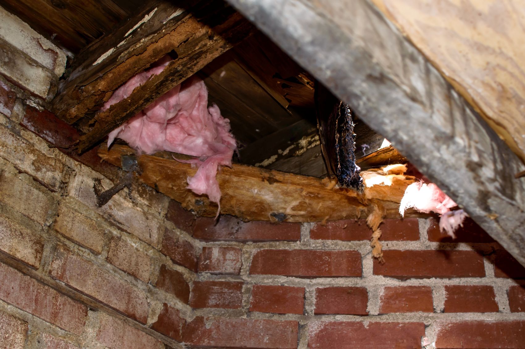 rodent inspection