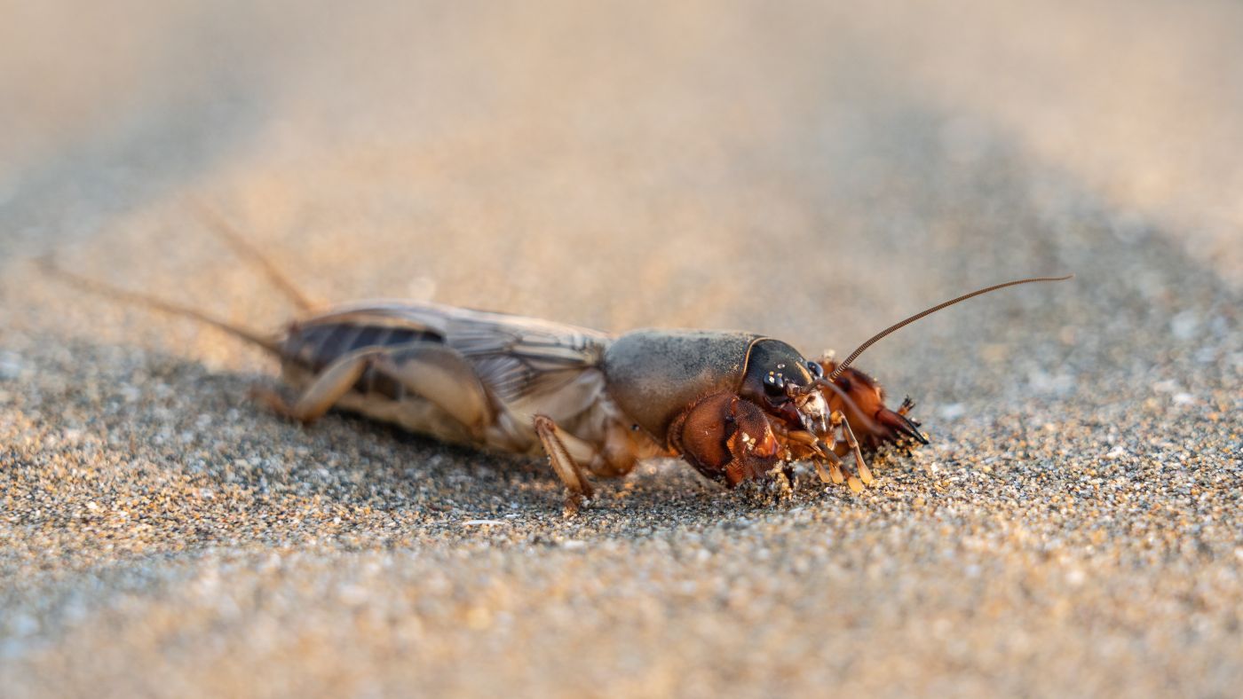 Earwig pest activity indoors