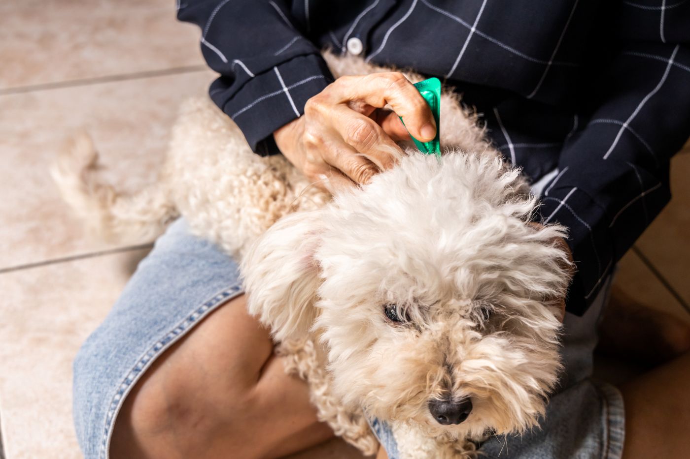 Professional flea treatment service