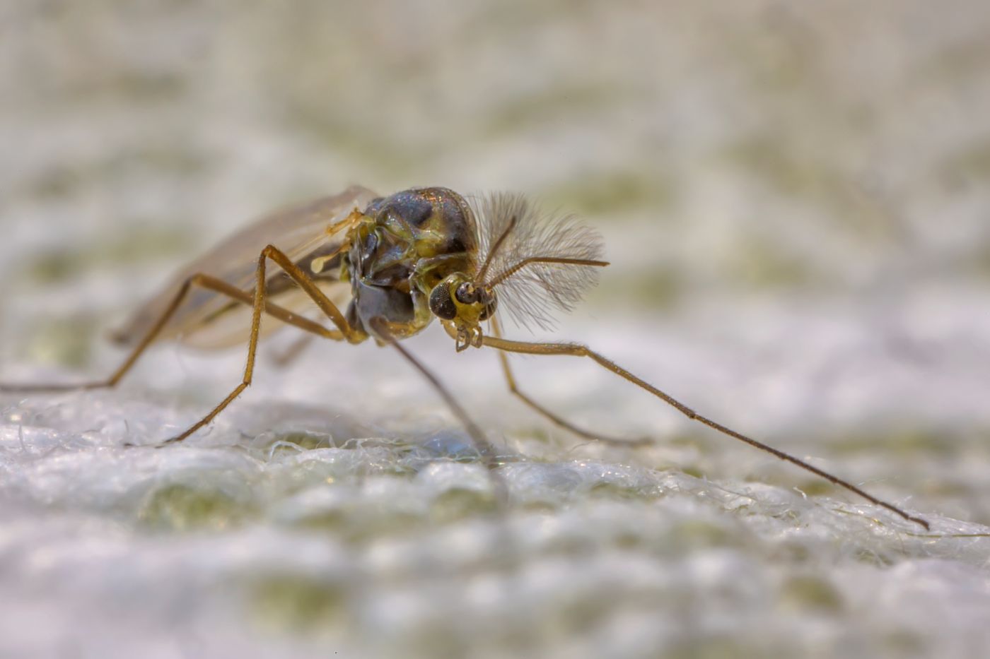 Mosquito pest activity near home