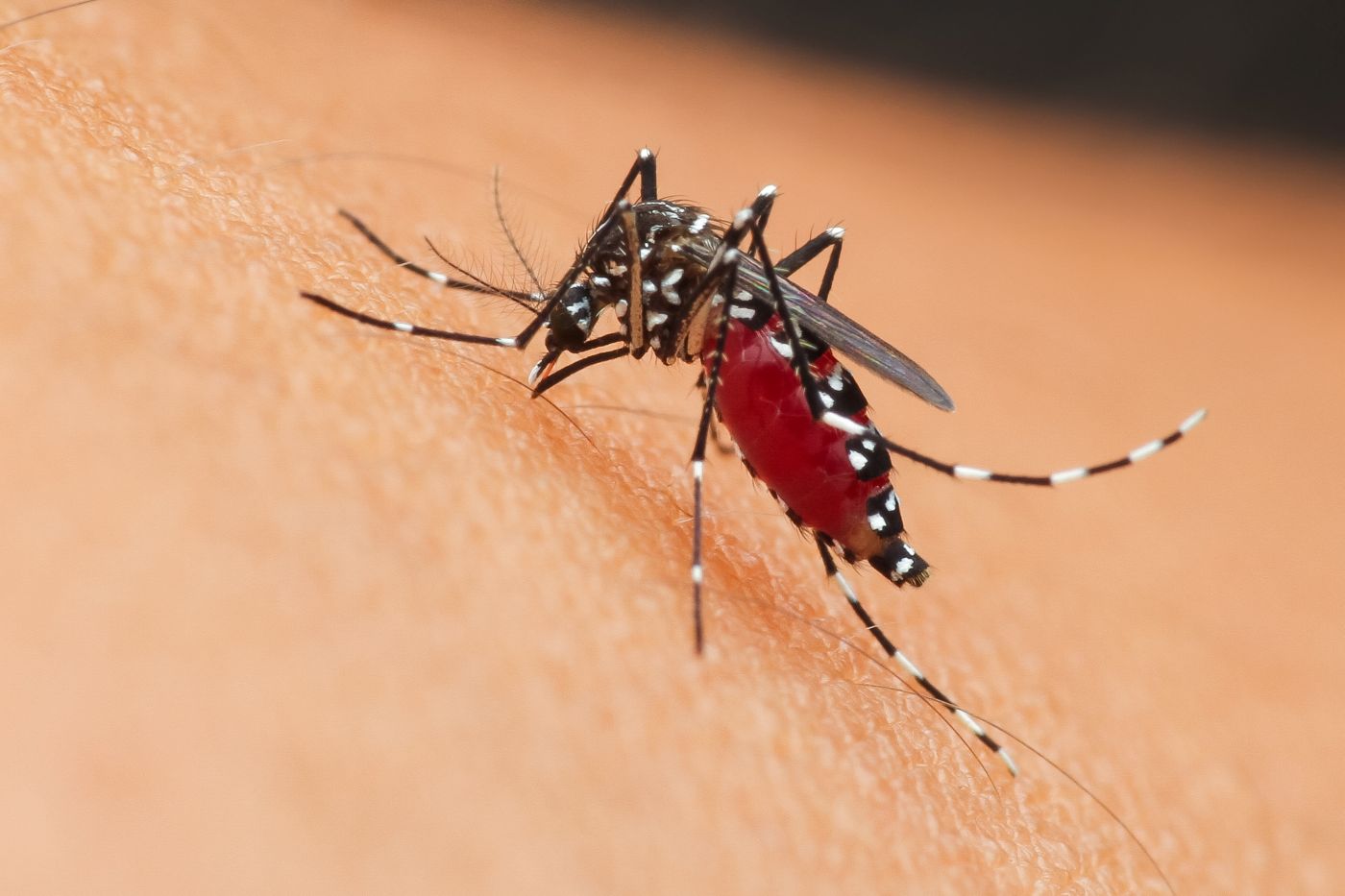 Professional mosquito control service