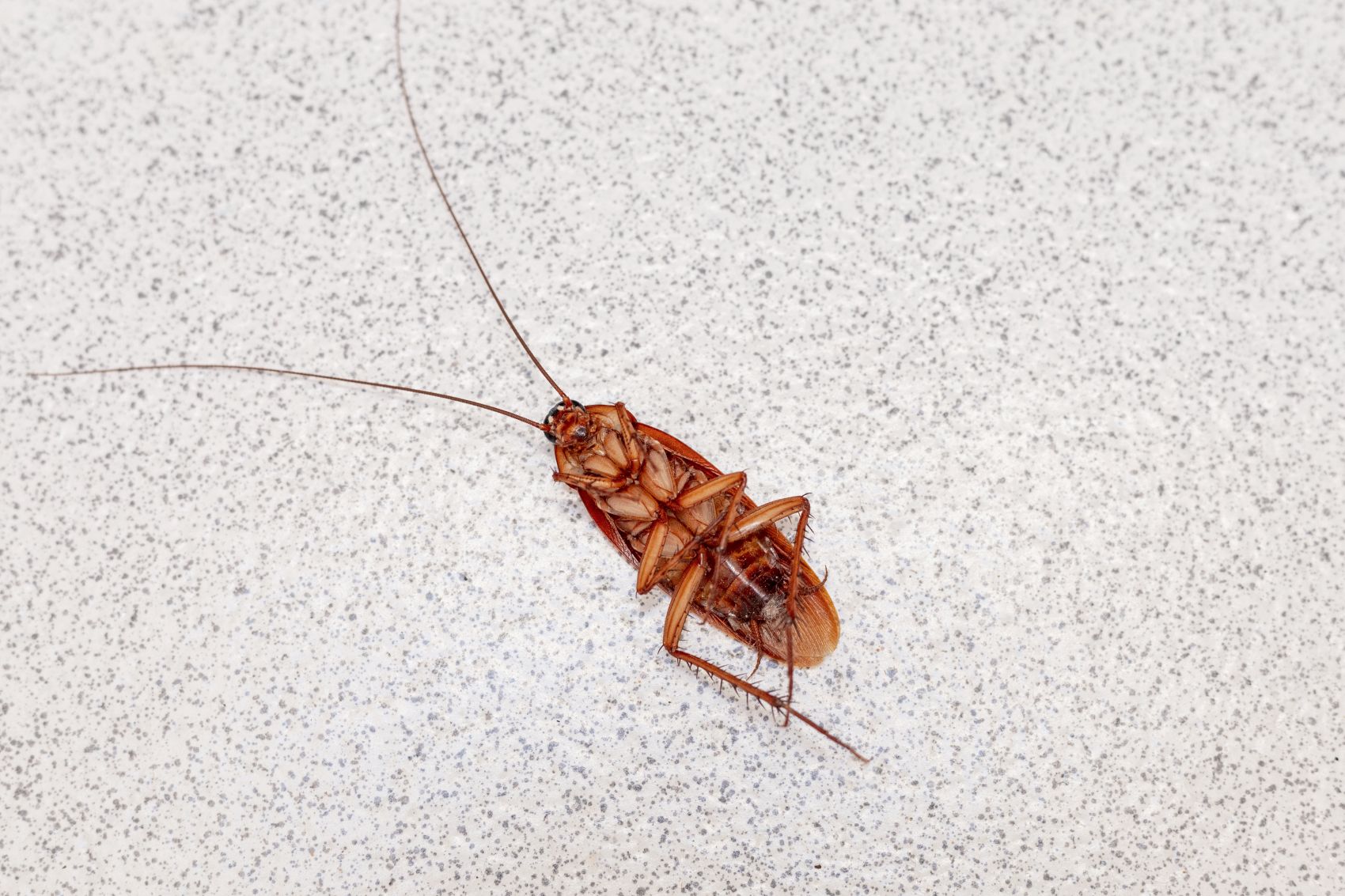 German cockroach pest problem
