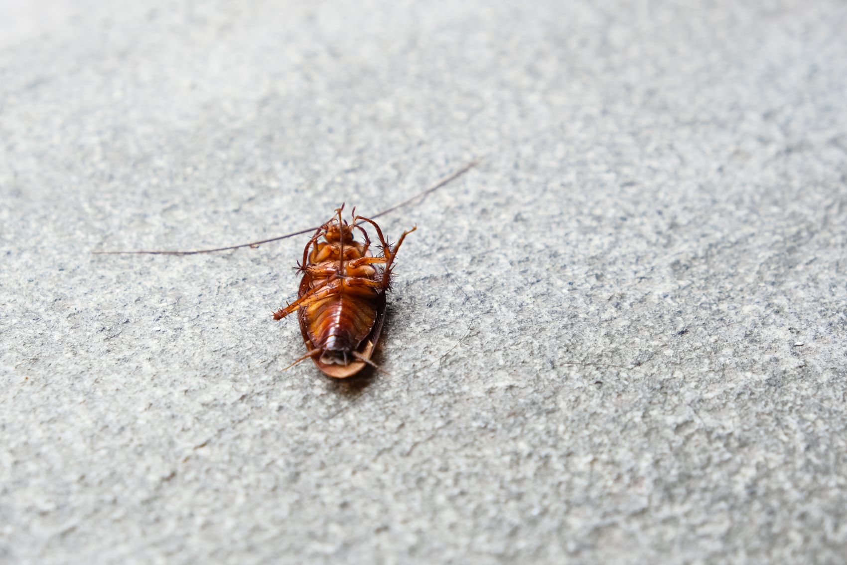 Oriental cockroach