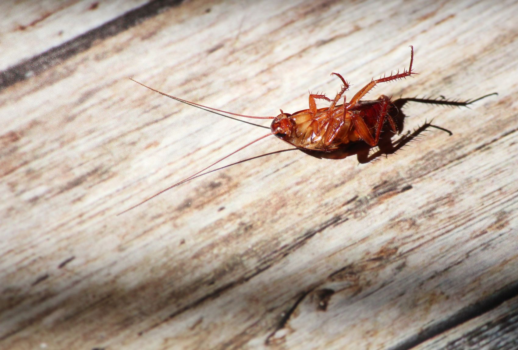 Cockroach pest control treatment service