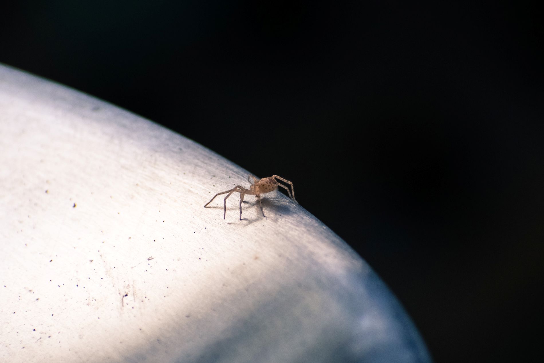 Spider control service treatment